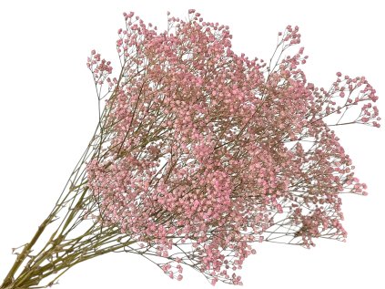 gypsophila babys breath pink gypsomilka ružová