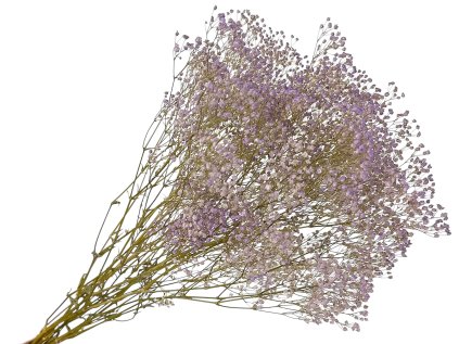 gypsophila babys breath violet gypsomilka fialová