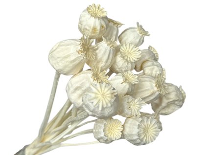 dried white poppy seeds