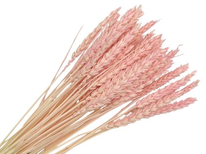 psenica triticum powder pink pudrova