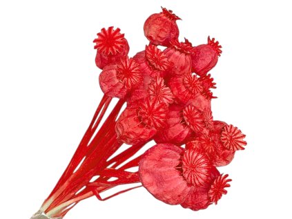 susene makovice koralove