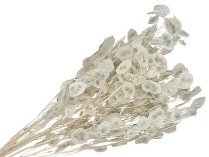 lunaria bielena bleached1