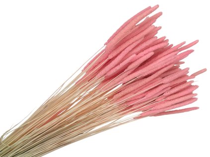 susena trava timotejka timothy grass phleum pink ružová
