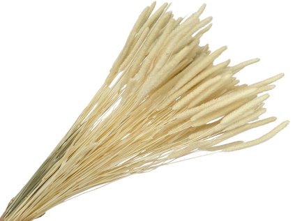 susena trava timotejka timothy grass phleum bleached biela