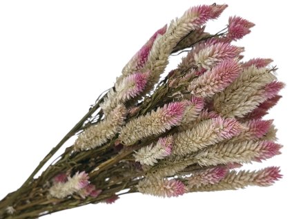 dried celosia crested spicata pink