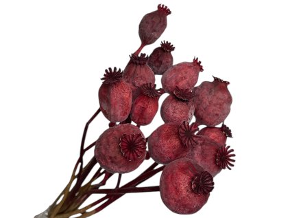 dried burgundy poppy seeds