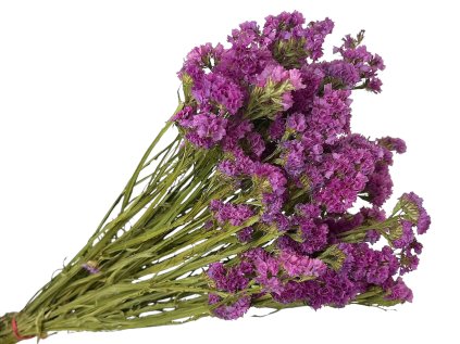 statice limonium dried lavender flowers purple pink violet