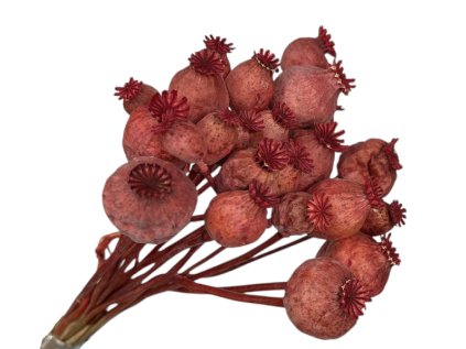 susene makovice bordové