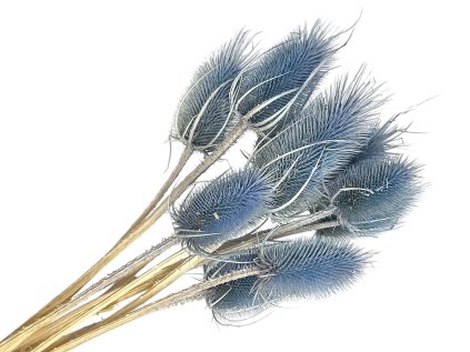 dipsacus bodliak thistle jeans blue modré