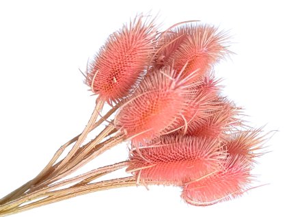 dipsacus bodliak thistle pastel pink ružové1