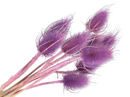 dipsacus bodliak fialovy