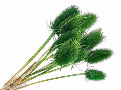 dipsacus bodliak zeleny