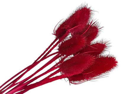 dipsacus bodliak thistle bordovy burgundy