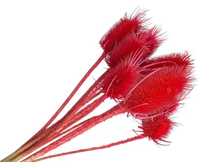 dipsacus bodliak thistle červený red