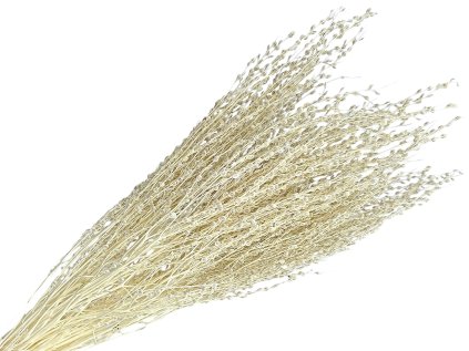 dried lepidium dried grass cress bleached