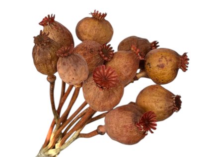 makovice prirodne terakota