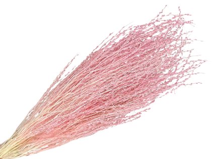 dried lepidium dried grass pink