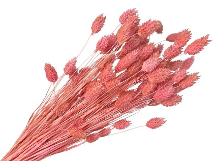 dried phalaris grass pink