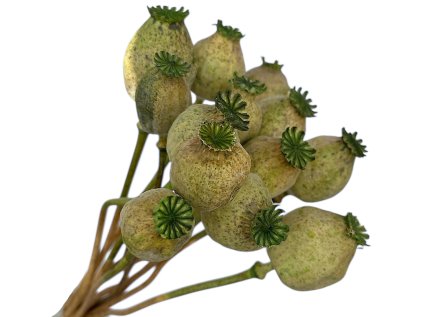 susene makovice zelene