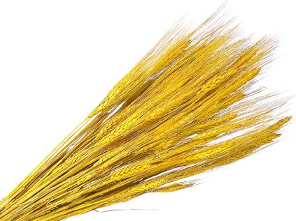 susene klasy razne triticum zlte yellow