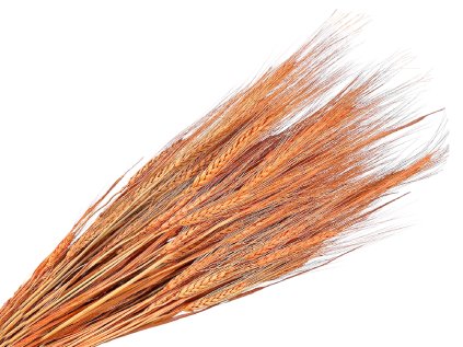 susene klasy razne triticum marhuľové peach