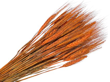 susene klasy razne triticum orange