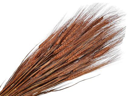 dried ears various triticum brown brown