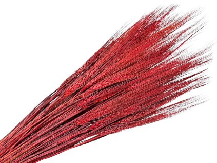 susene klasy razne triticum červené red