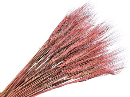 susene klasy razne triticum staroružové pale pink