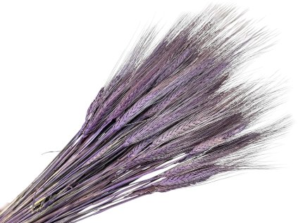 dried miscellaneous triticum purple grass