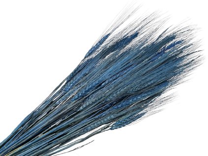 susene klasy razne triticum modré blue