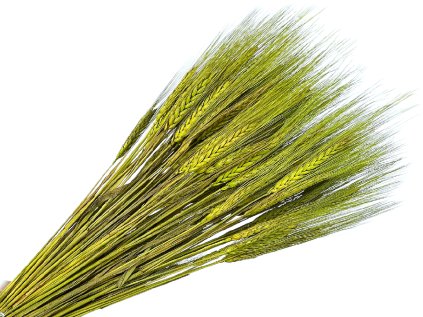 susene klasy razne triticum svetlozelené apple grren