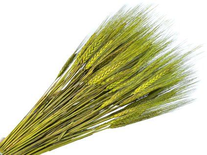 dried ears various triticum light green apple green