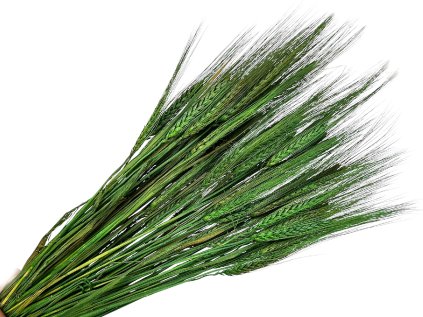 dried ears assorted triticum green