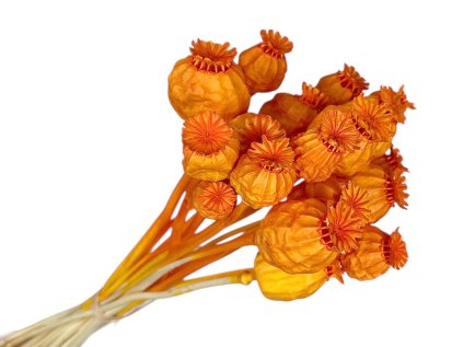 susene makovice svetle oranzove