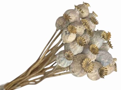 Dried poppy seeds are light green.