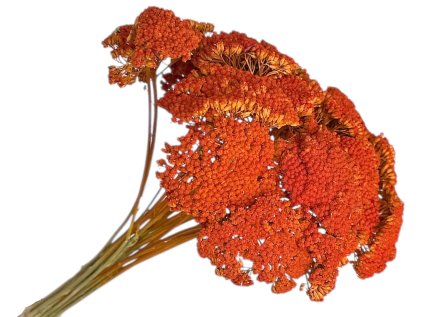 achillea rebricek oranzove