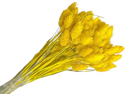 phalaris chrastnica bleached yellow zlta
