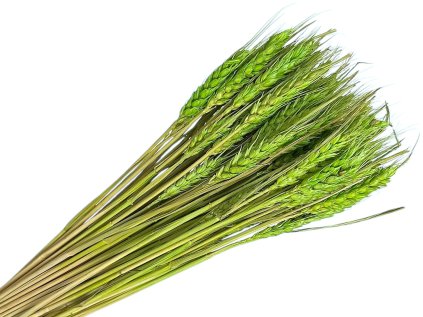 psenica triticum light green svetlozeleny