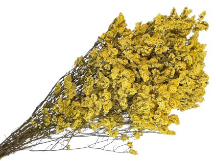 limonium statice sinuata yellow zlte