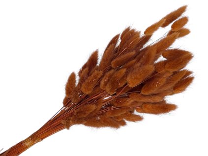 lagurus ovatus zajacka hneda brown