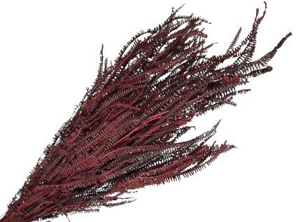 stabilized fern grevillea ivanhoe burgundy