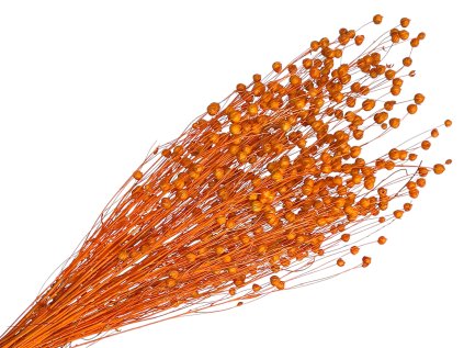 suseny lan linum bleached orange oranzovy