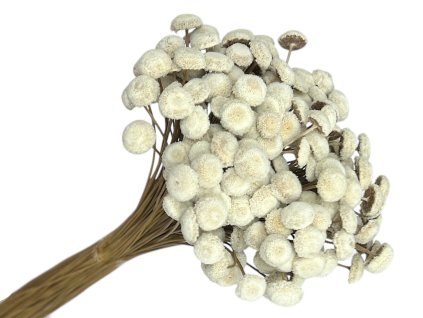 yellowish button dried flowers white
