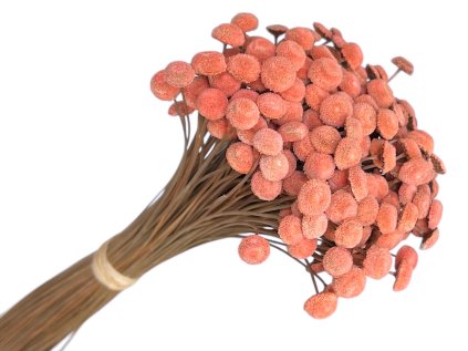 button yellowish dried flowers peach apricot