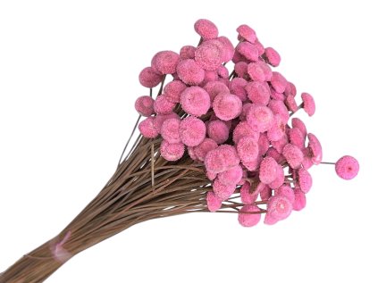 1572 susene kvety botao amarelino 80g ruzove