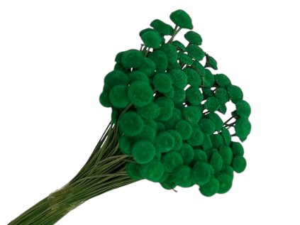 botao amarelino dried flowers zelené green