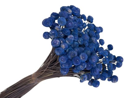botao amarelino dried flowers modre blue1