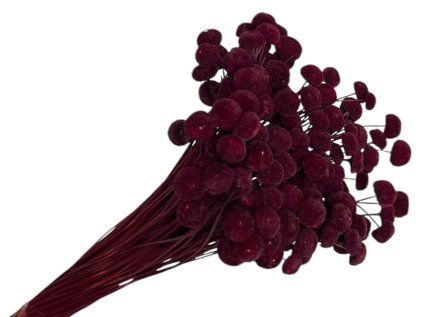 yellow button dried flowers burgundy