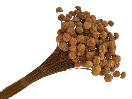 button yellowish dried flowers brown